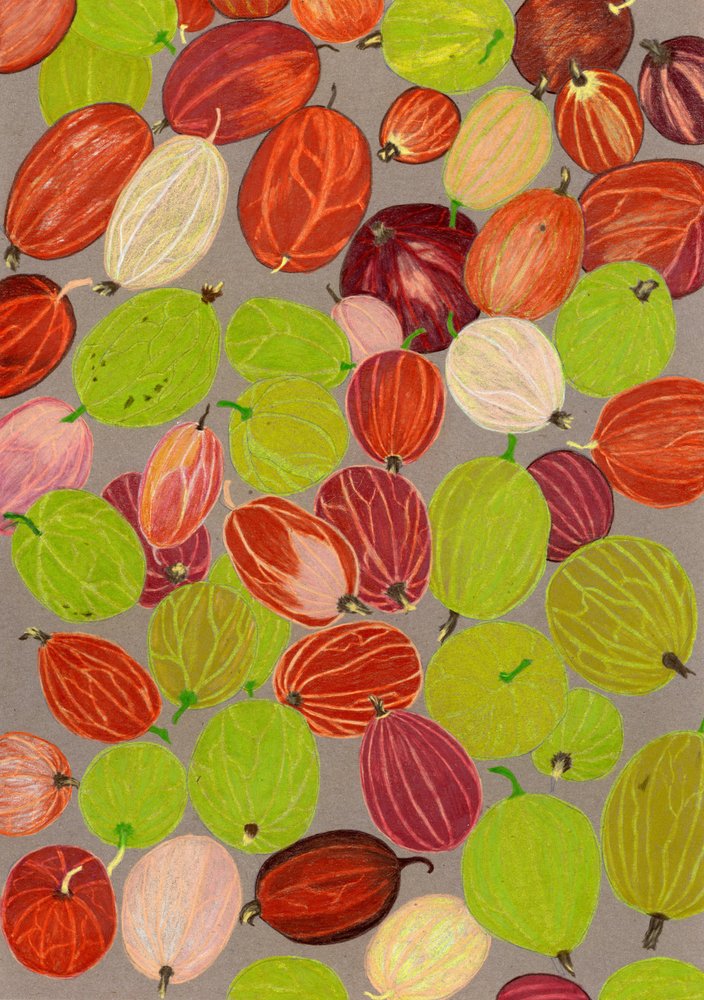 Groselhas-espinhosas coloridas de Viktoriia Saunina