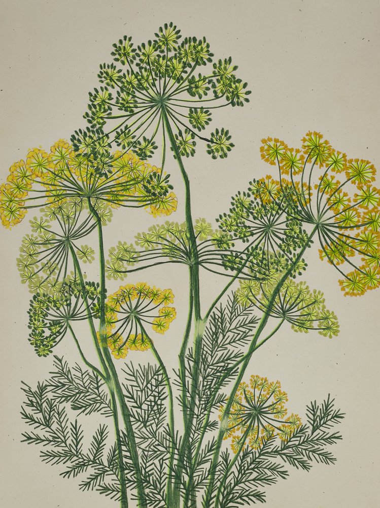 Endro amarelo fresco de Viktoriia Saunina