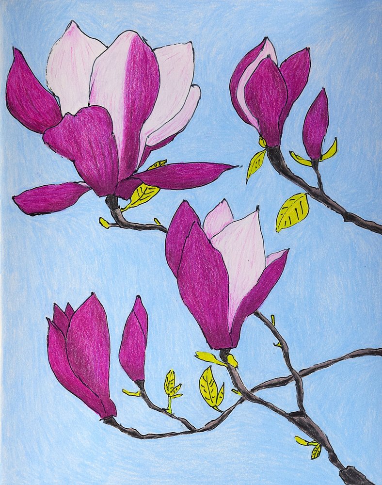 Flores de magnólia roxas de Viktoriia Saunina