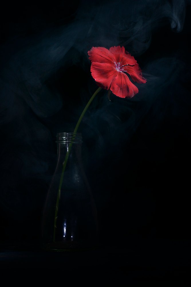 Floração Vermelha Espetacular de Vladimir Pavlovskyy