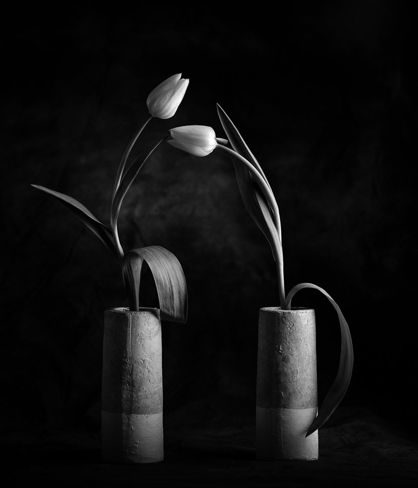 Tulipas elegantes a preto e branco de Xavi Heredia