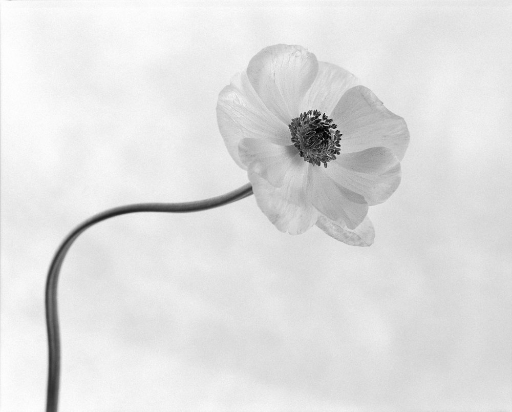 A graciosa flor da anémona de Xavi Heredia