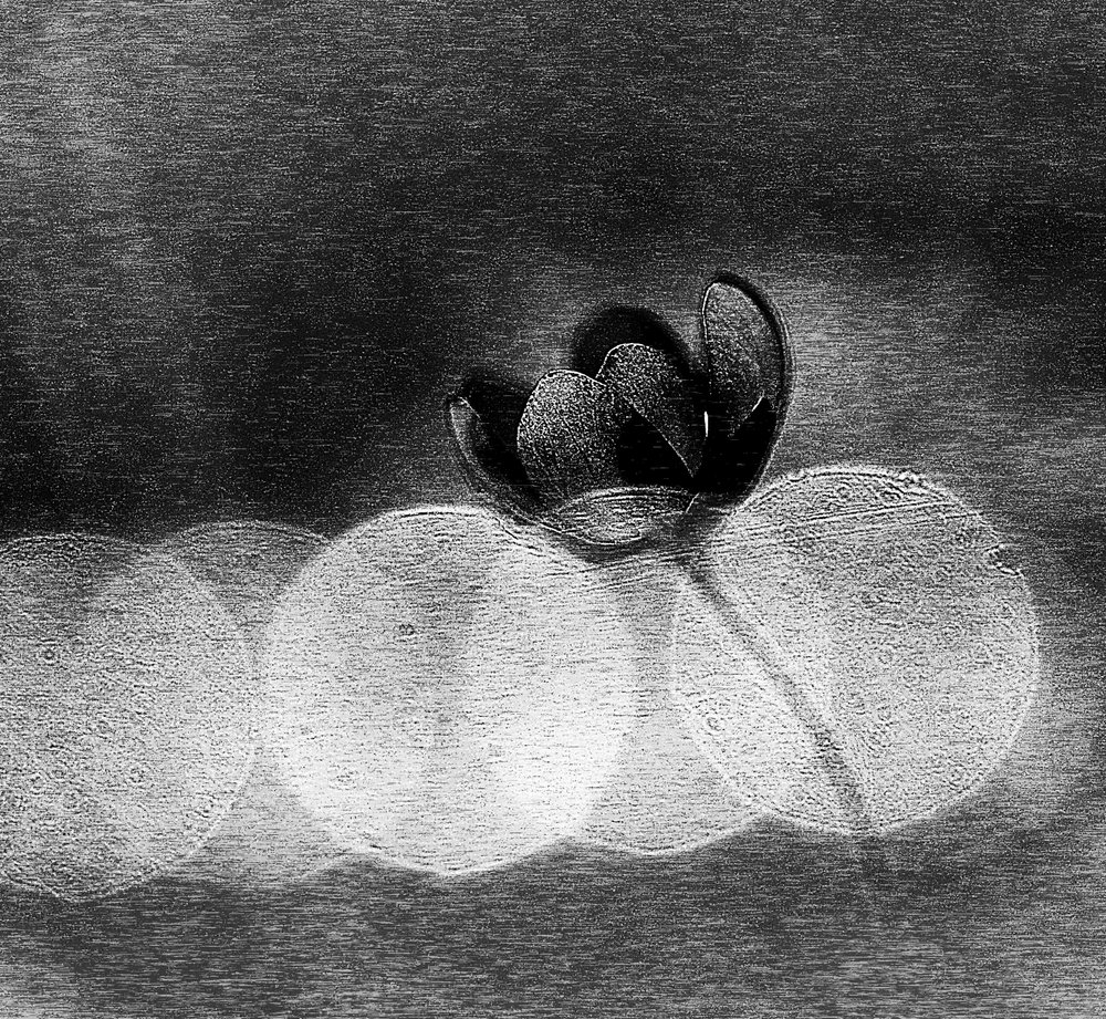 Elegante floração escura de Ylva Sjögren