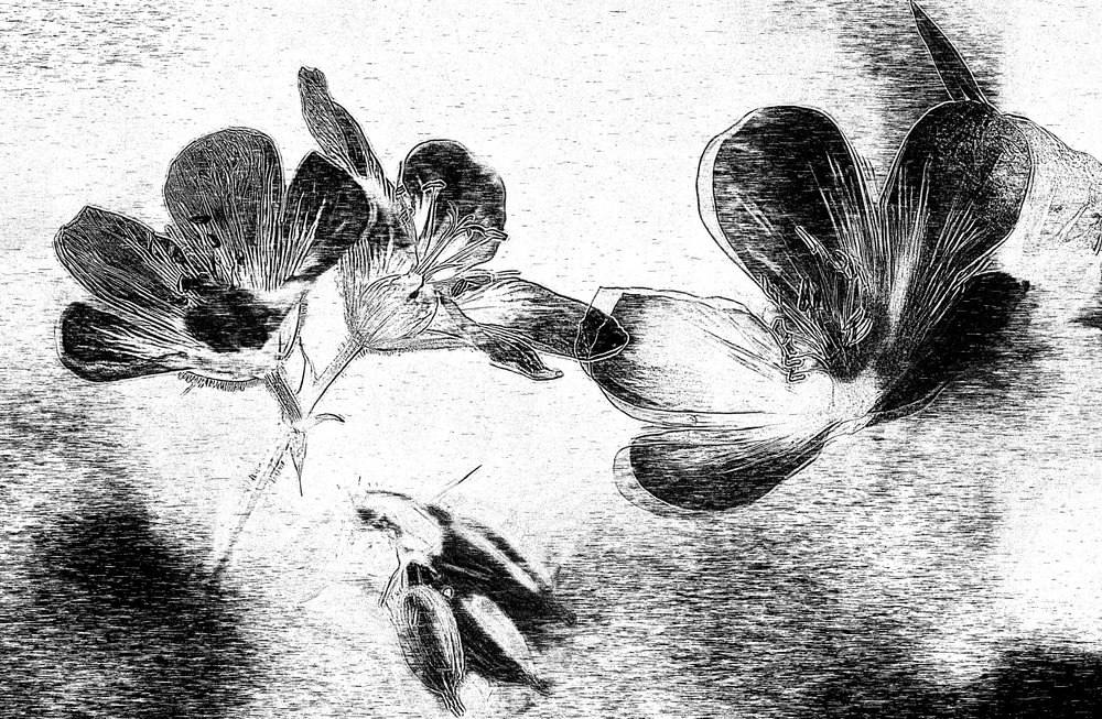 Elegante desenho floral de Ylva Sjögren