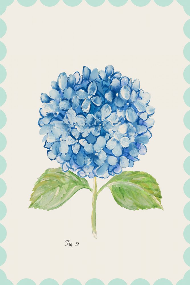Ilustração de uma hortênsia azul de cartissi