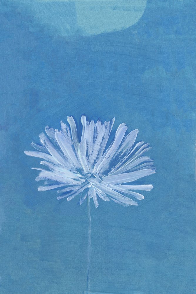 Flor da Lua Azul de cartissi