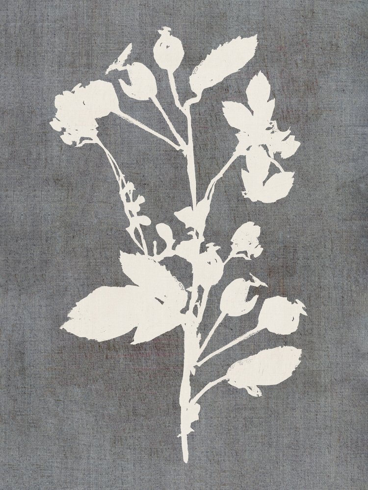 Silhueta botânica de rosa de cartissi