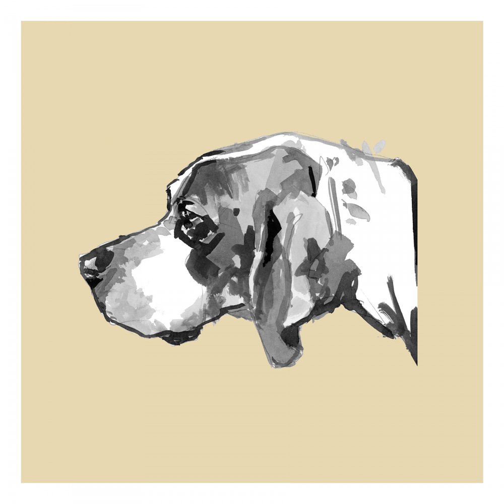 Perfil de um cão elegante de cartissi