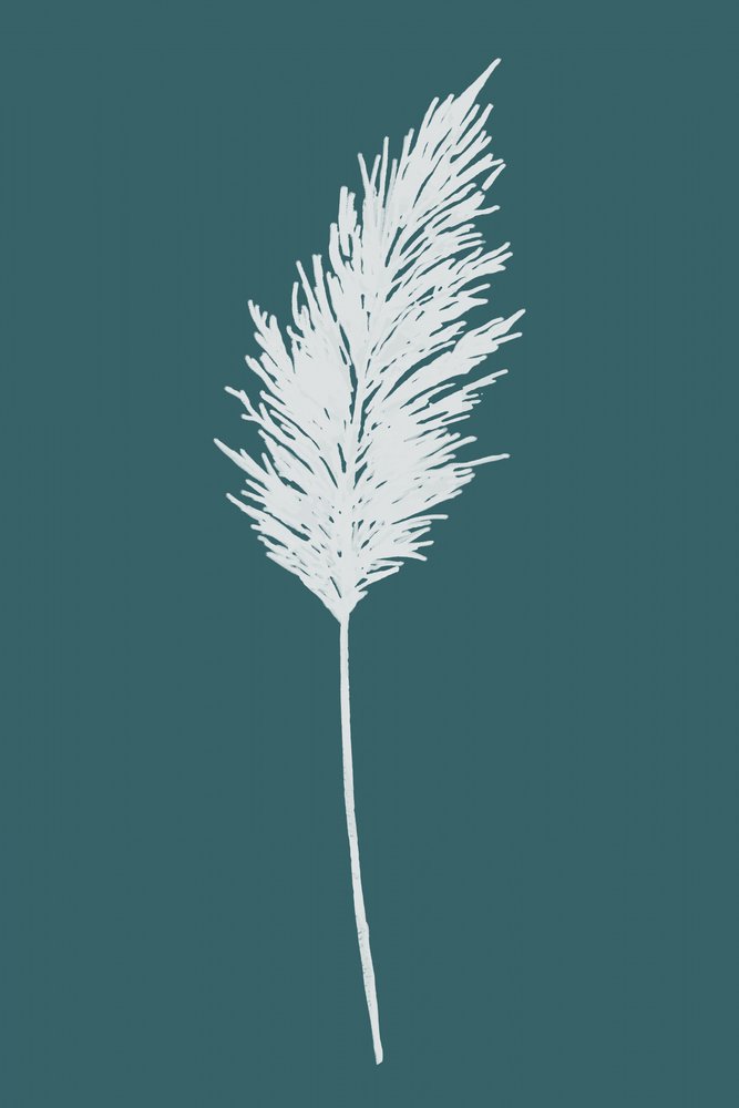 Pena de Pampas Elegante de cartissi