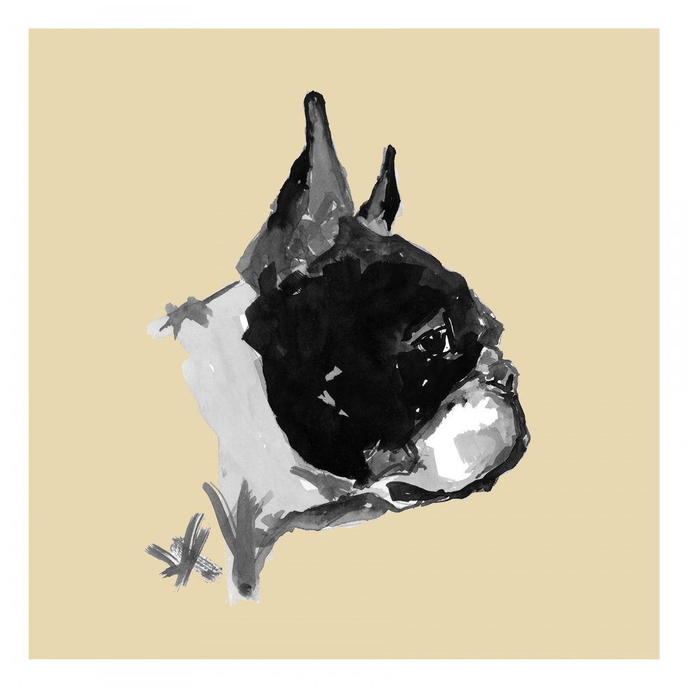 Retrato expressivo de um Boston Terrier de cartissi