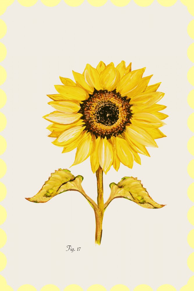 Flor de girassol dourada de cartissi