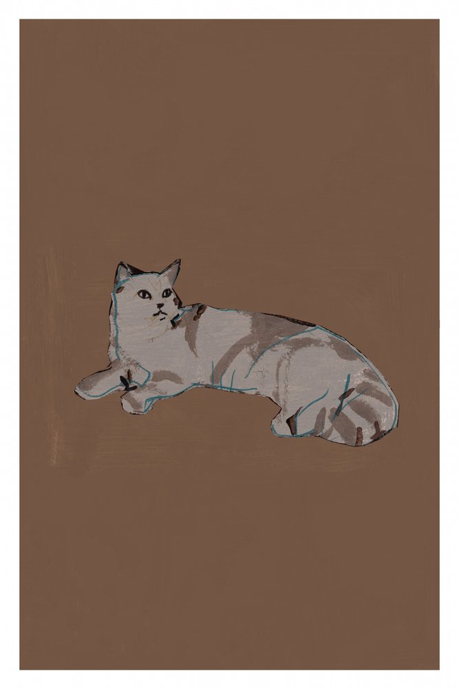 Gato cinzento descontraído de cartissi