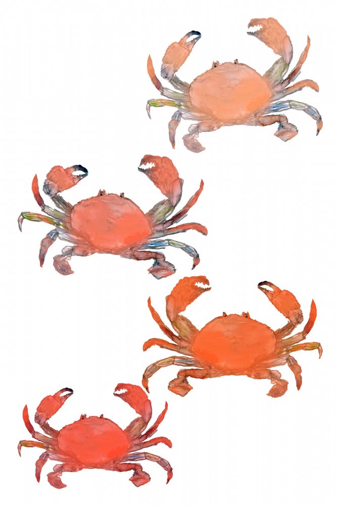 Marisco Caranguejos Aquarela de cartissi