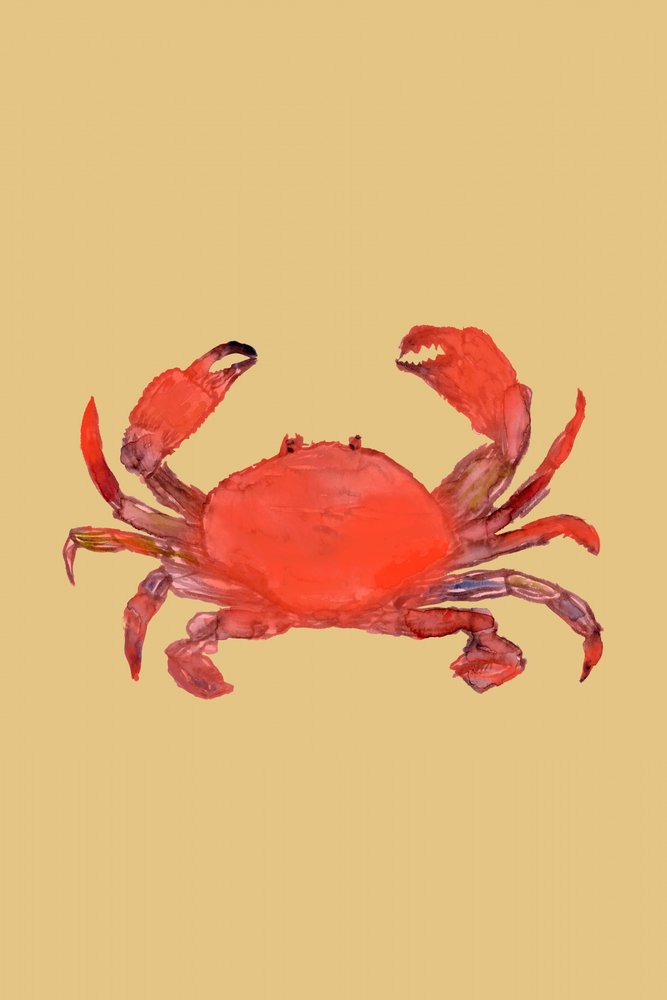 Caranguejo Vermelho Vibrante de cartissi