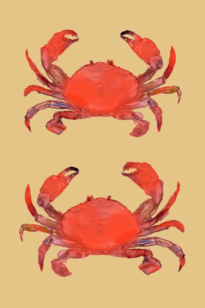 Caranguejos vermelhos vibrantes de cartissi