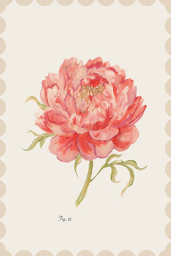 Peônia Rosa Vintage de cartissi