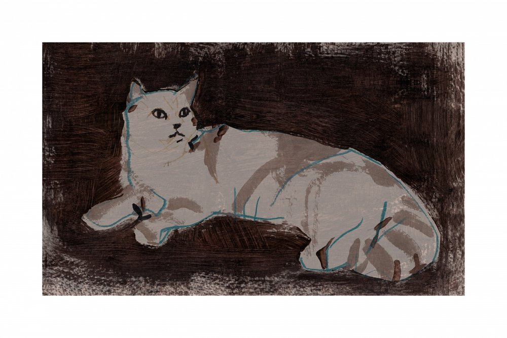 Gato branco a descansar de cartissi