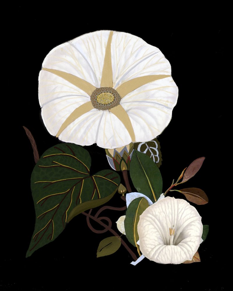  de giovanna nicolo