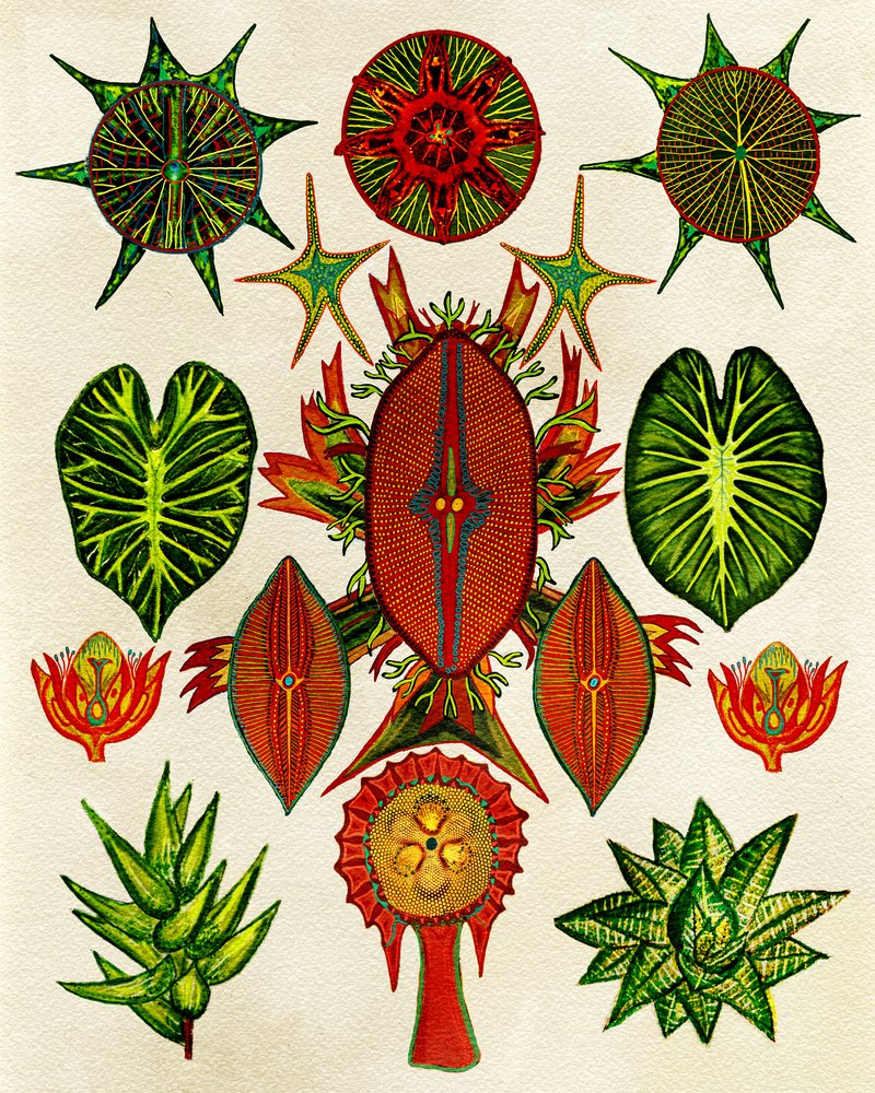  de giovanna nicolo