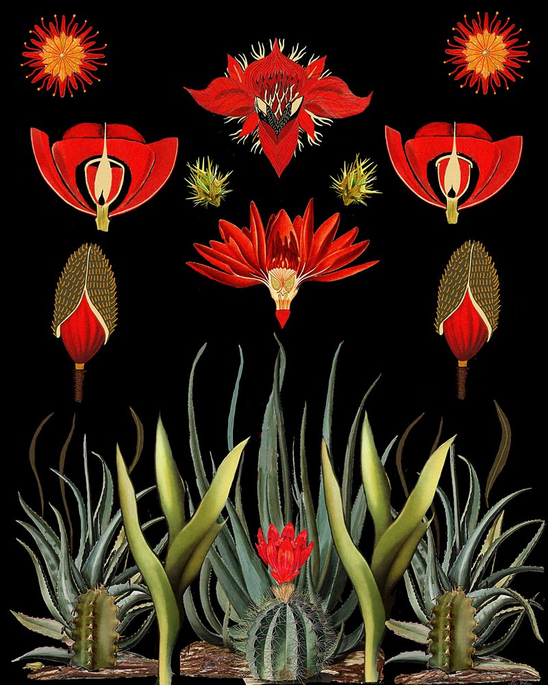  de giovanna nicolo