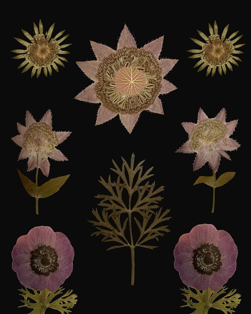 de giovanna nicolo