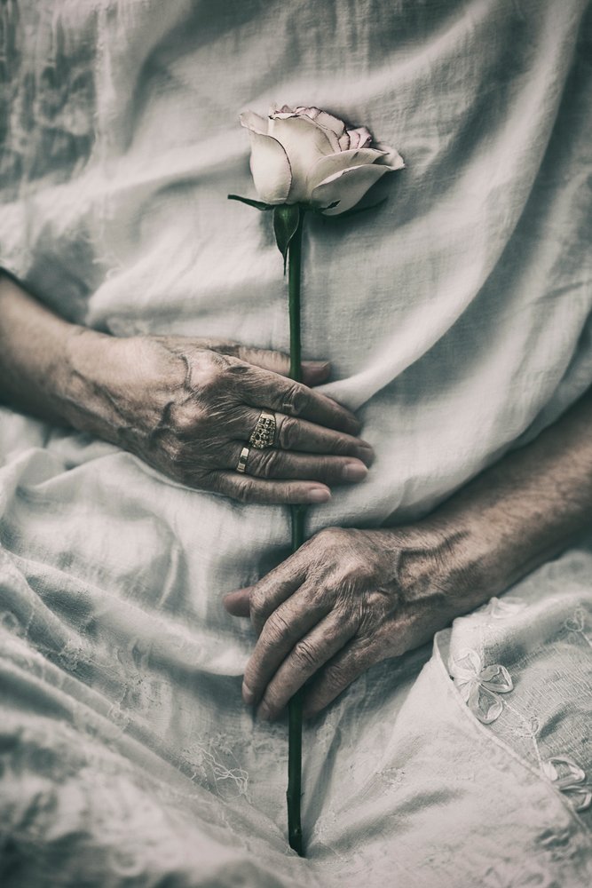 Mãos delicadas seguram uma rosa de nima.zadshir