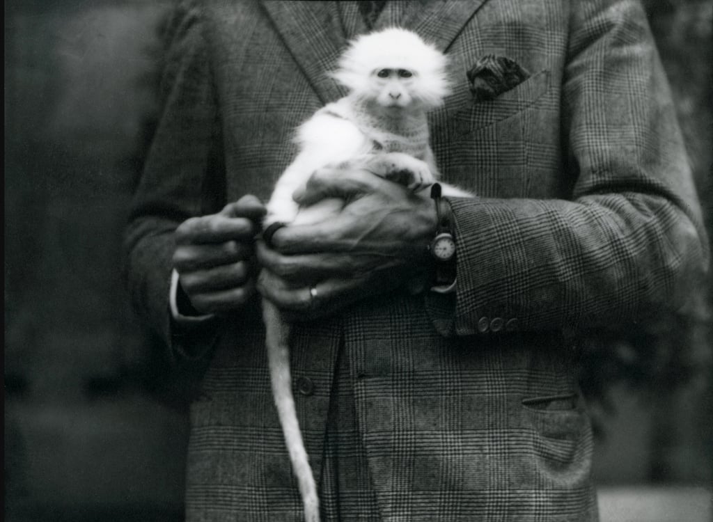 Um macaco albino do Velho Mundo, gênero Ceropithecus, sendo mantido no  zoológico de Londres, em julho de 1922