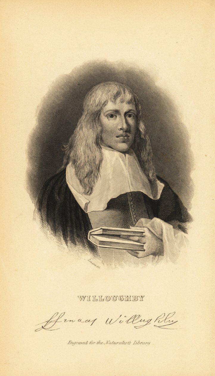 Francis Willughby ou Willoughby, ornitólogo e ictiólogo inglês, 1635-1672 de Unknown