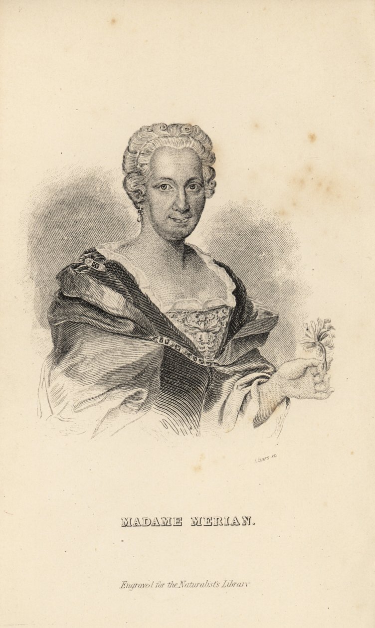 Madame Merian ou Maria Sybilla Merian, naturalista alemã, entomologista e ilustradora científica, 1647-1717 de Unknown