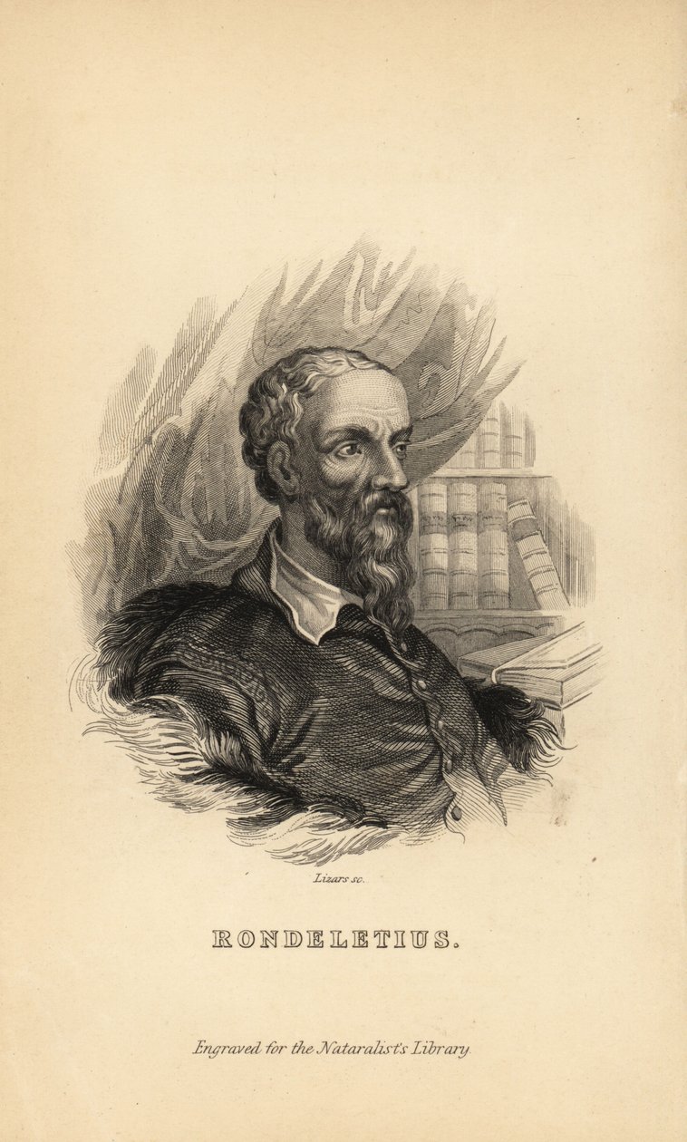 Rondeletius, Guillaume Rondelet, professor de medicina na Universidade de Montpelier, França, naturalista e botânico, 1507-1566 de Unknown