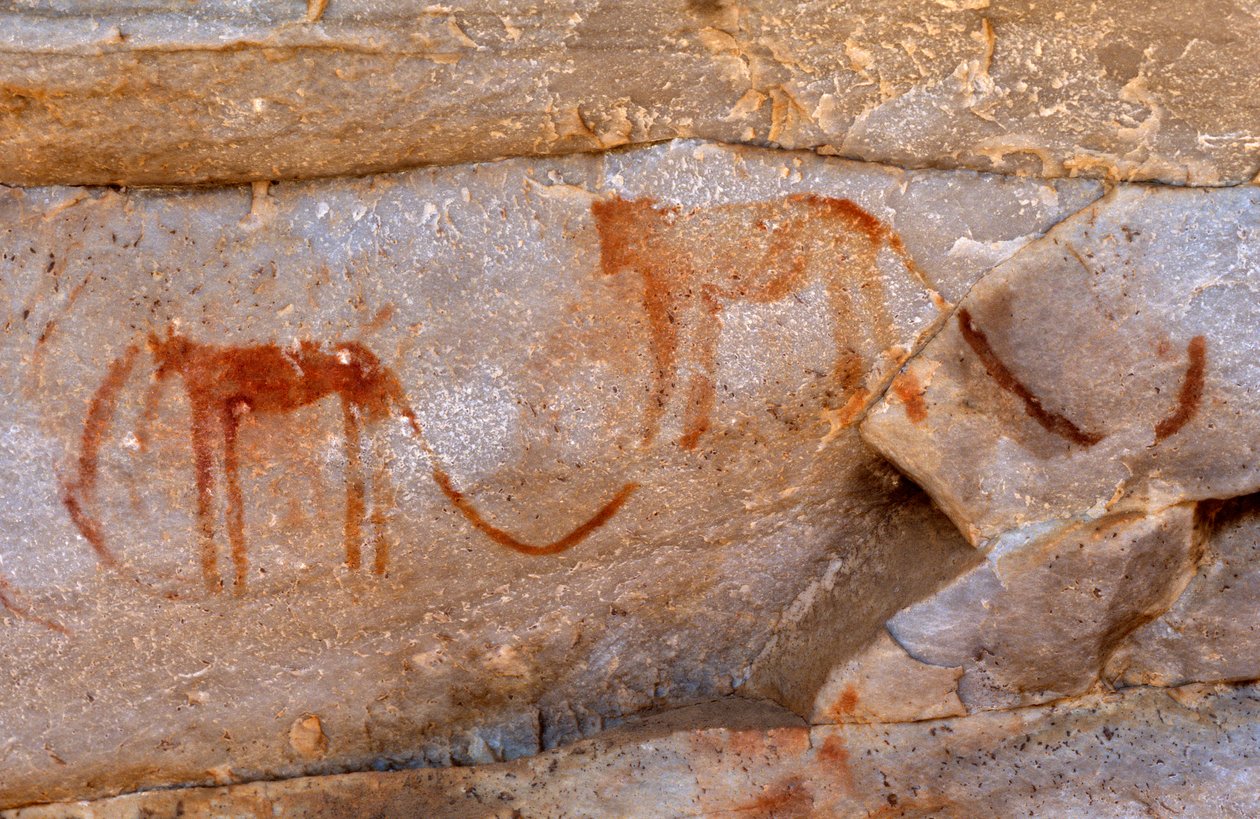 Pinturas rupestres de San (bosquímanos), Cedarburg, Western Cape de Unknown