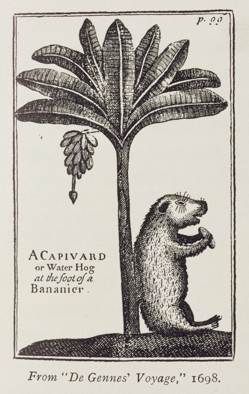 Um Capivard ou porco da água no pé de um bananier, da viagem de Gennes "ao estreito de Magellan", pelo Sieur Froger, 1698, de "O Romance do River Plate", vol. Eu, por WH Koebel, 1914 de American School