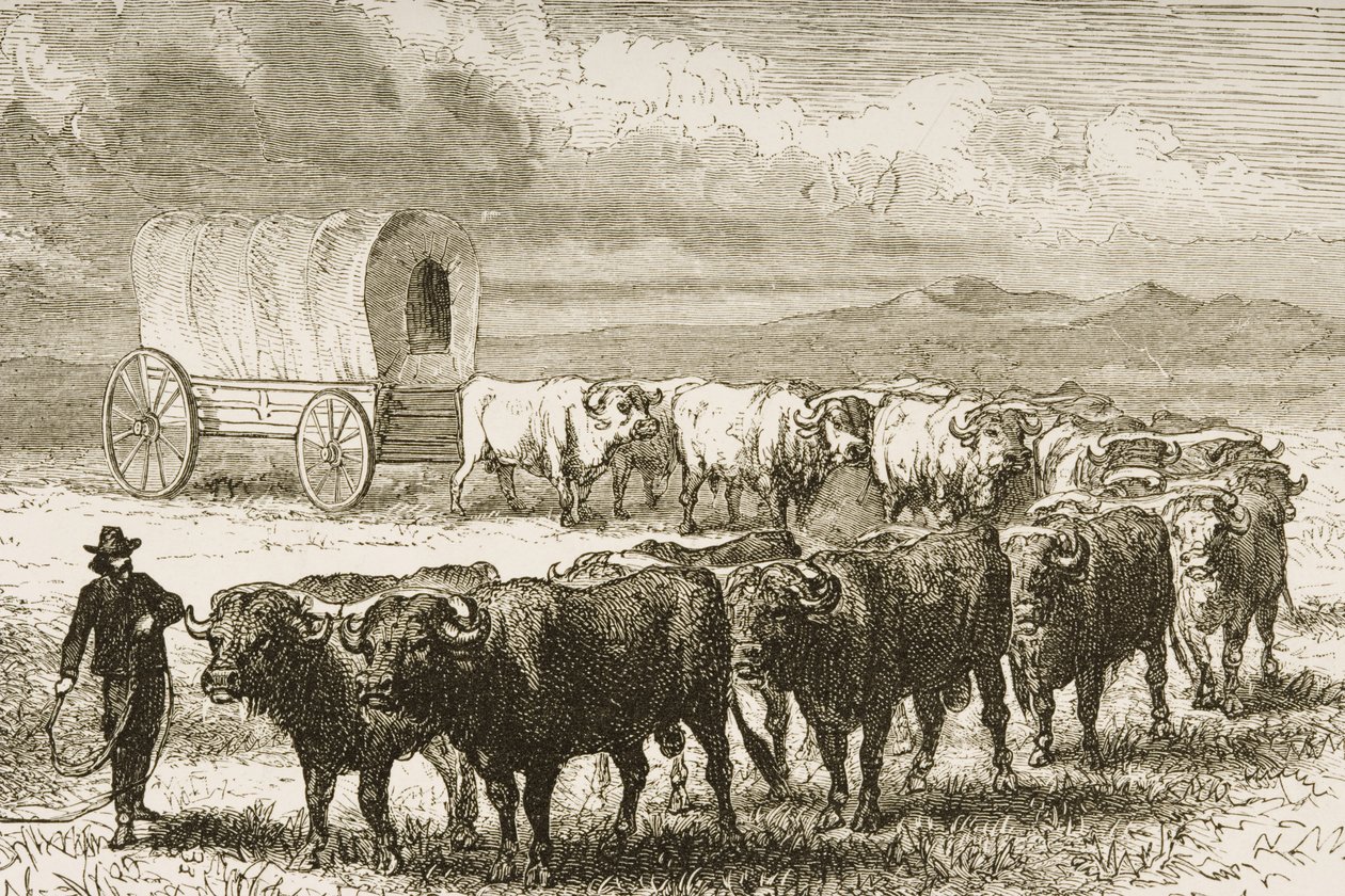 Um vagão de bois cruzando as grandes planícies entre St. Louis e Denver, c.1870, de &39;American Pictures&39;, publicado pela The Religious Tract Society, 1876 (gravura) de English School