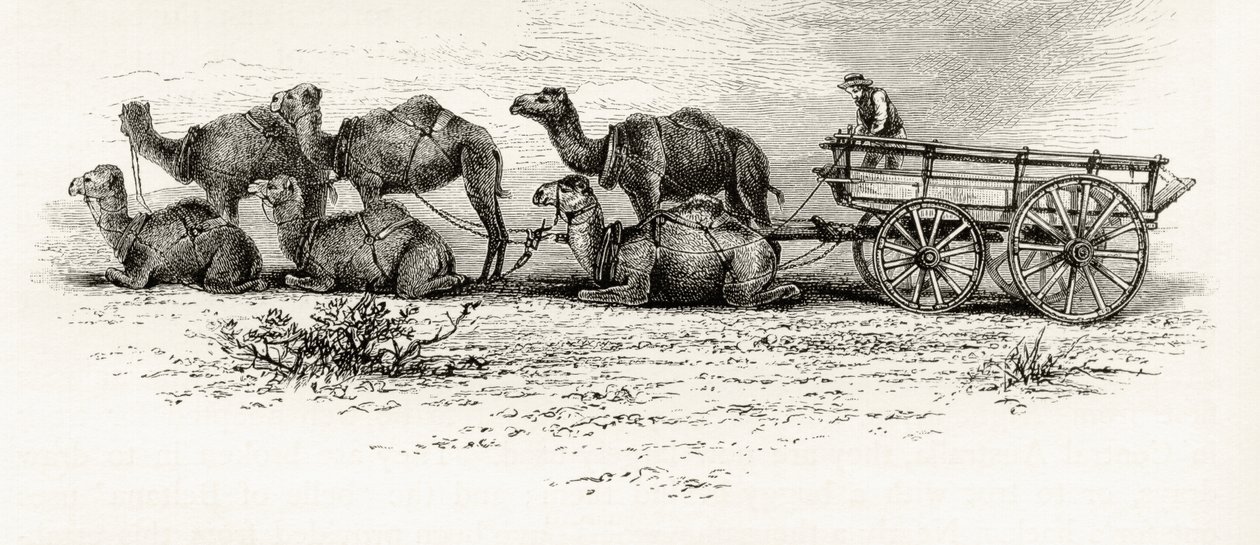 Camelos usados para transportar materiais pelo deserto na Austrália, c.1880, de "Australian Pictures", de Howard Willoughby, publicado pela Religious Tract Society, Londres, 1886 de English School