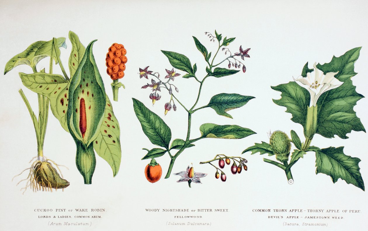 Plantas venenosas comuns, c.1890 (gravura colorida) de English School