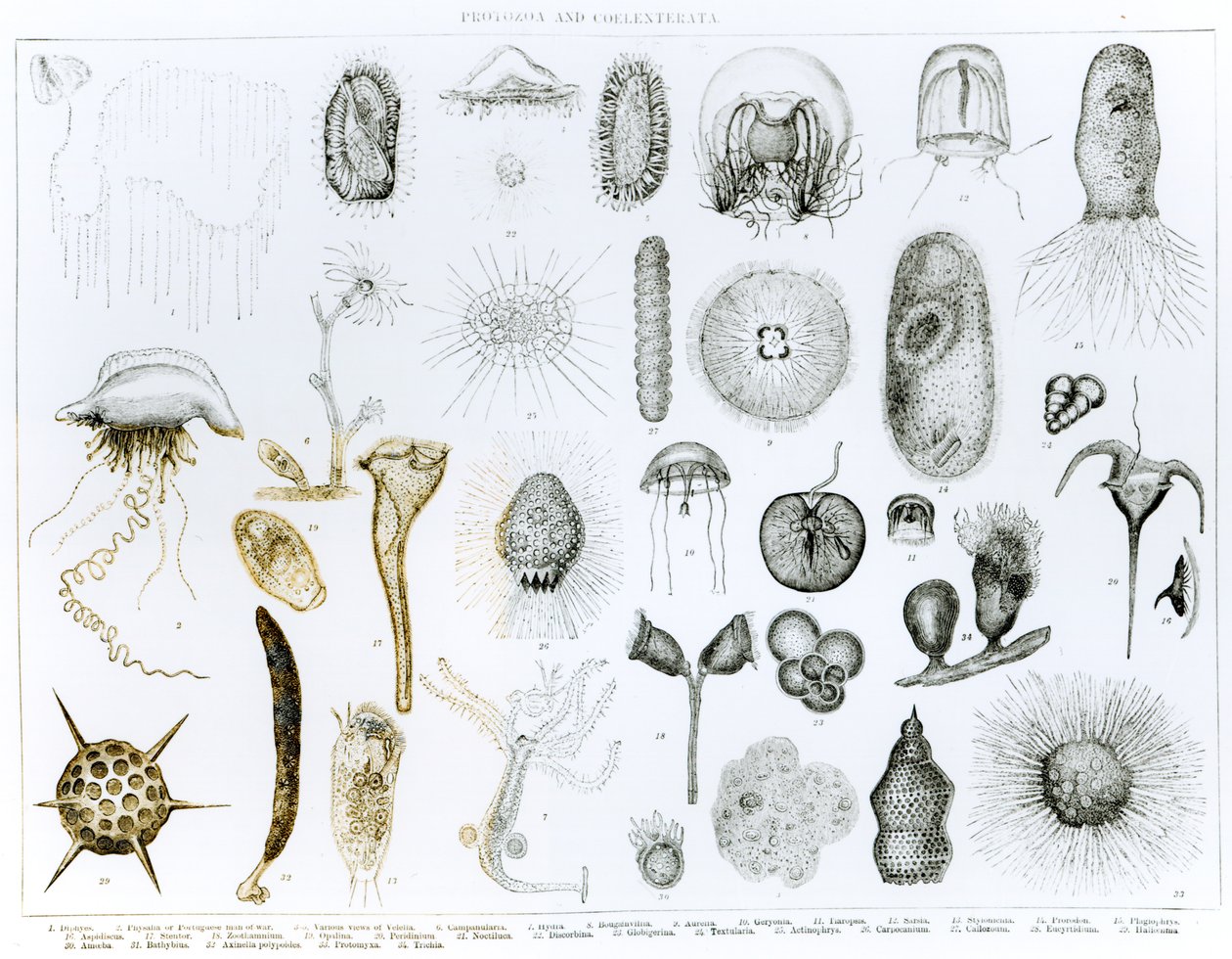 Protozoa e Coelenterata (litho) (foto bw) de English School