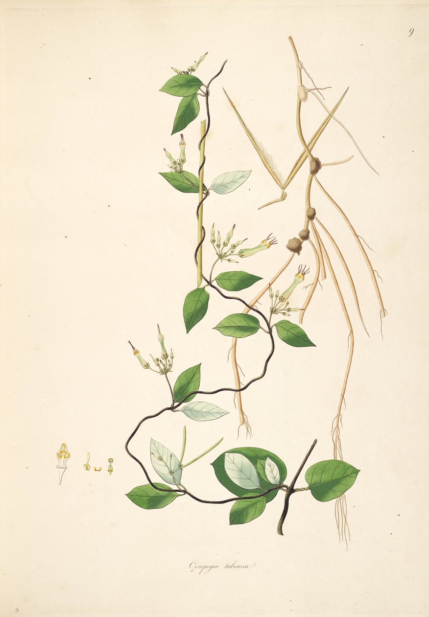 Ilustração de Ceropegia tuberosa (Ceropegia candelabrum subsp. Tuberosa), Apocynaceae, Asclepiadoideae de anonymus