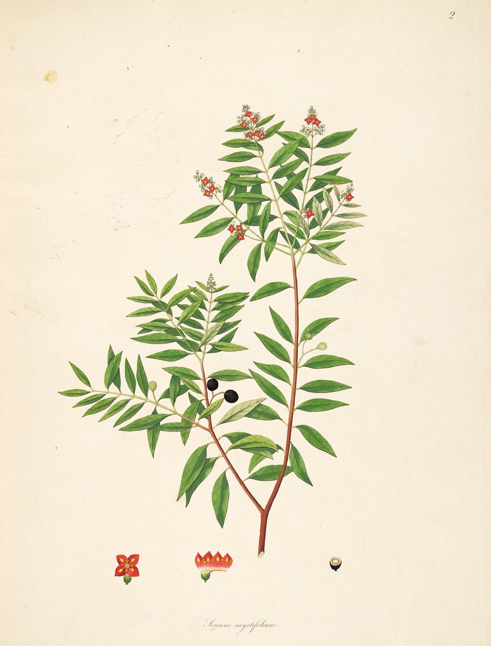 Ilustração de Sirium myrtifolium (= Santalum album), Santalaceae de anonymus