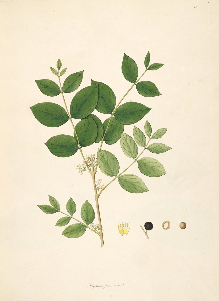 Ilustração, de, Strychnos, potatorum, Loganiaceae de anonymus