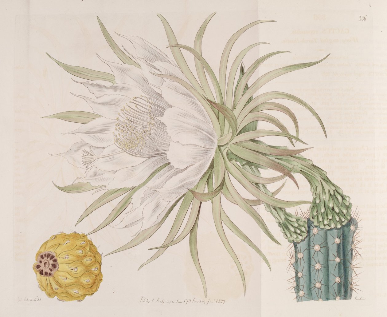 Harrisia gracilis de Edwards