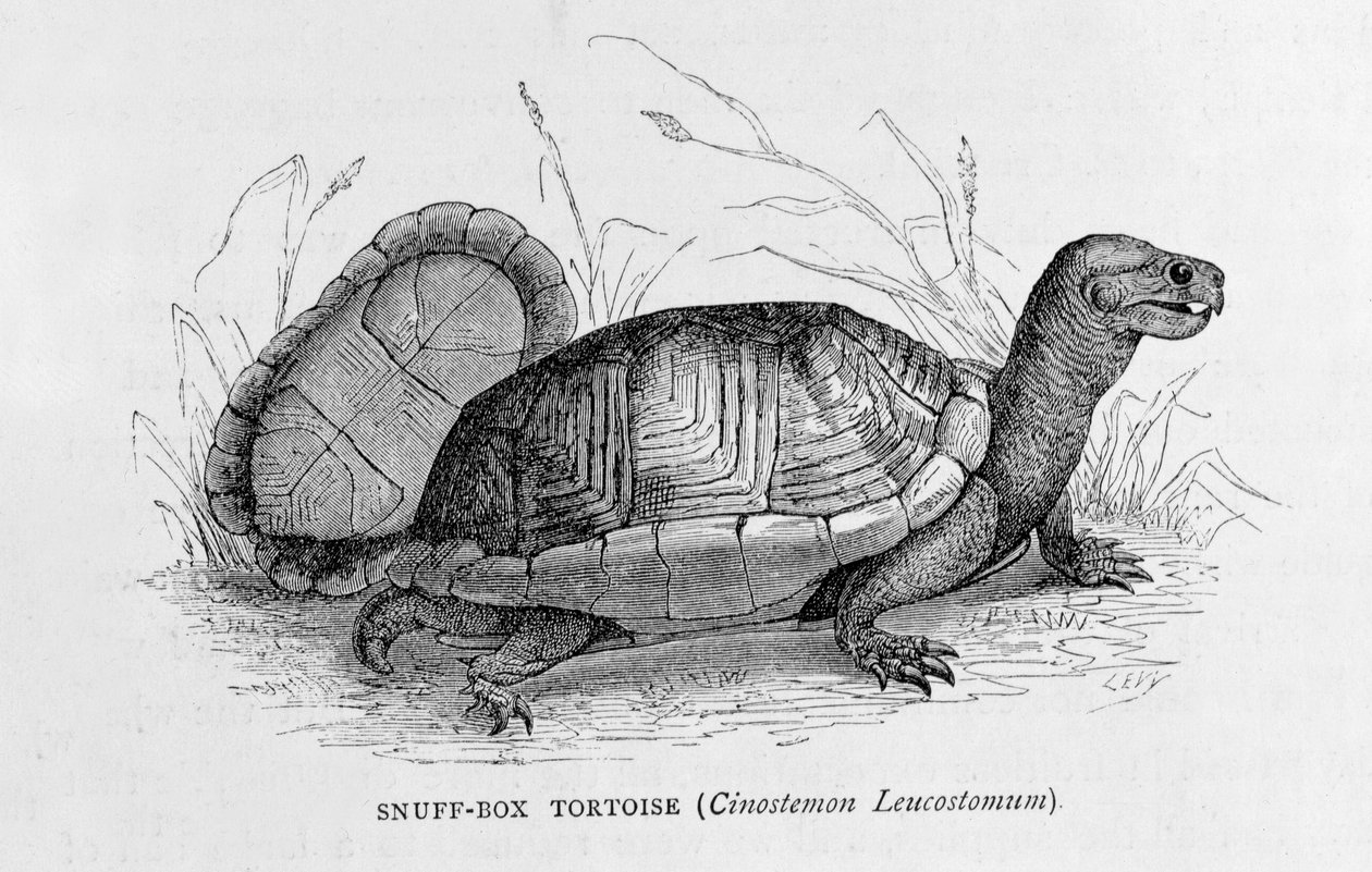 Tartaruga Snuff-box (Cinostemon Leucostomum), de "As Antigas Cidades do Novo Mundo", de Claude-Joseph-Desire Charnay, pub. 1887 (gravura) de French School