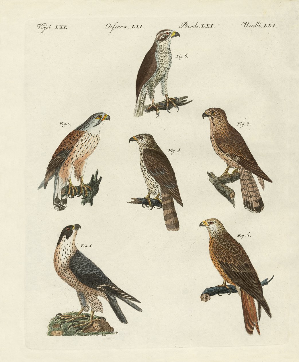 Aves de rapina alemãs de German School