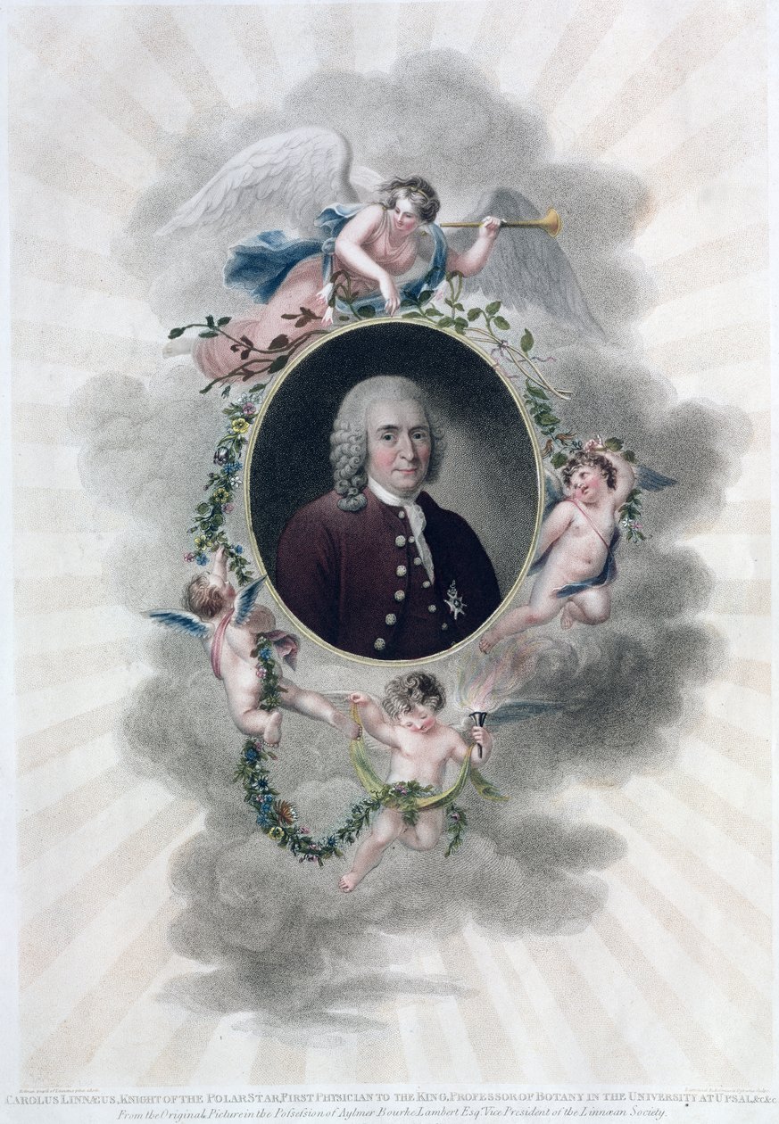 Carolus Linnaeus (1707-78), Cavaleiro da Estrela Polar, Primeiro Médico do Rei, Professor de Botânica na Universidade de Upsal, gravado por Francesco Bartolozzi (1727-1815), publicado em 1806 (cor de Hollman