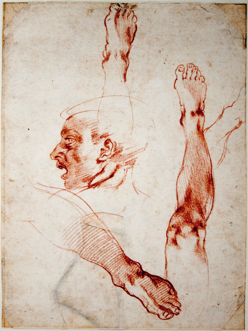 Cabeça masculina no perfil, estudos de membros de Michelangelo Buonarroti