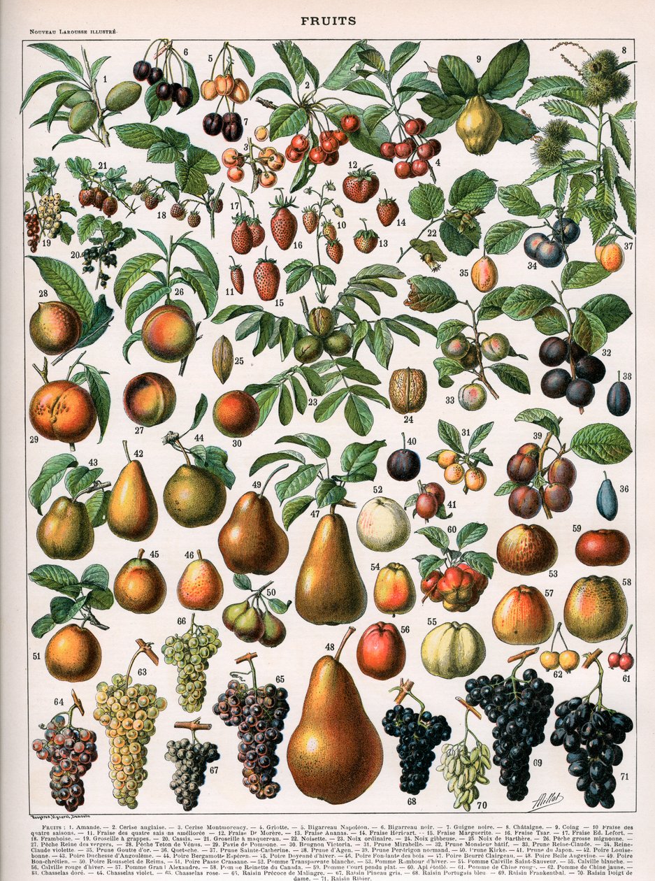 Ilustração das Variedades Vegetais, c.1905-10 (cor litho) de (after) Alillot