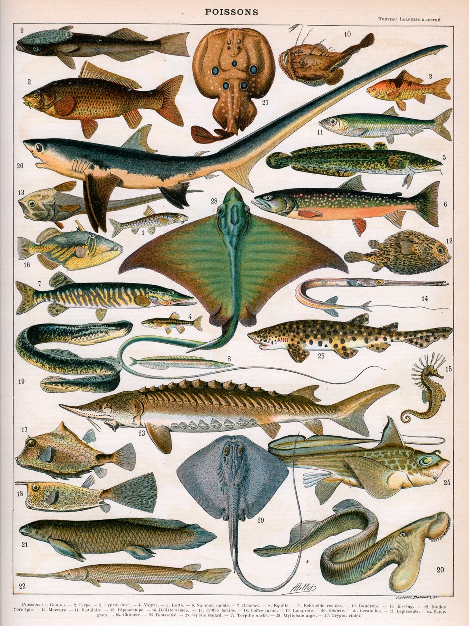 Ilustração de Peixes Oceânicos, c.1905-10 (cor litho) de (after) Alillot
