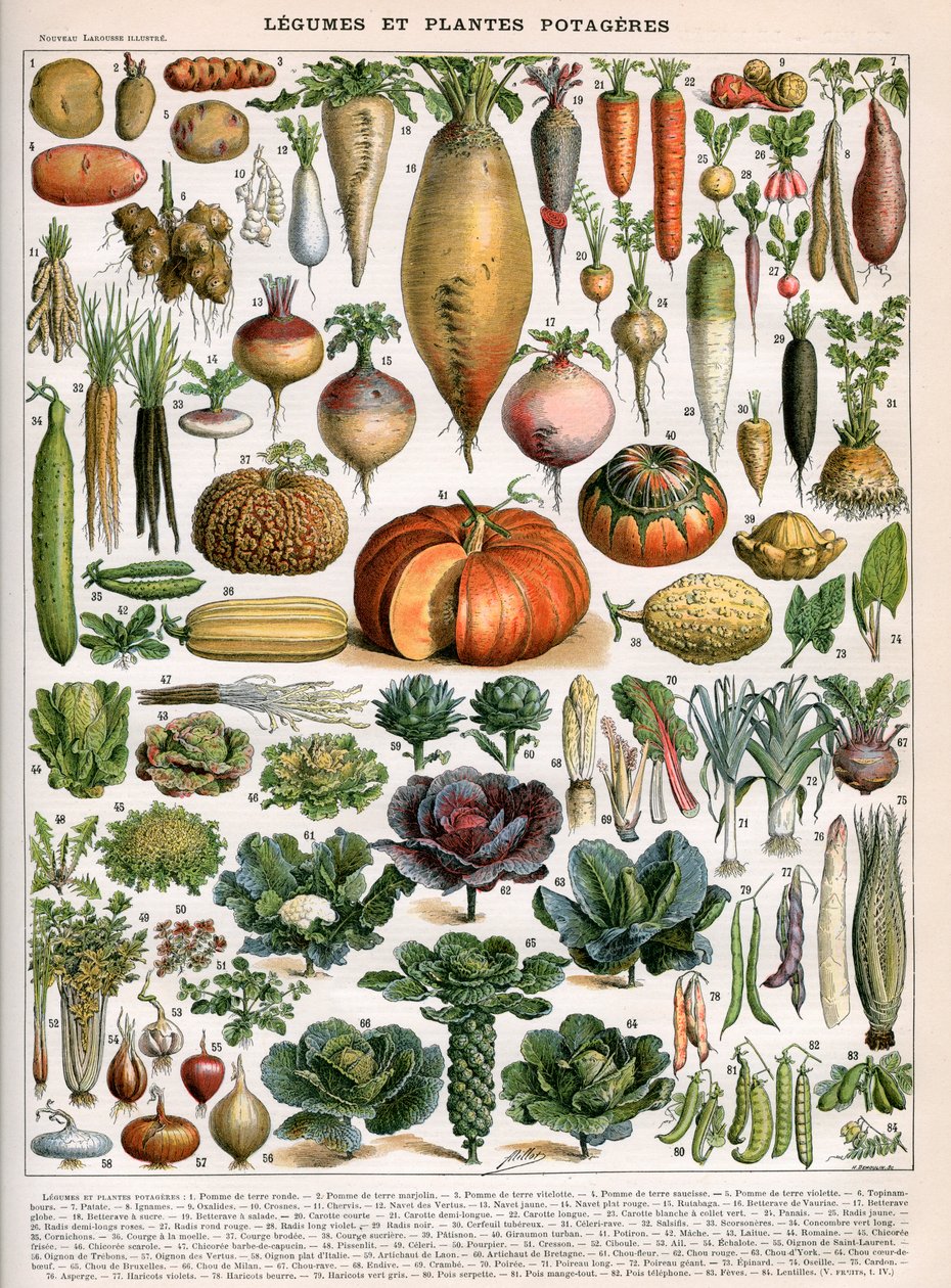 Ilustração de Variedades Vegetais, c.1905-10 (cor litho) de (after) Alillot