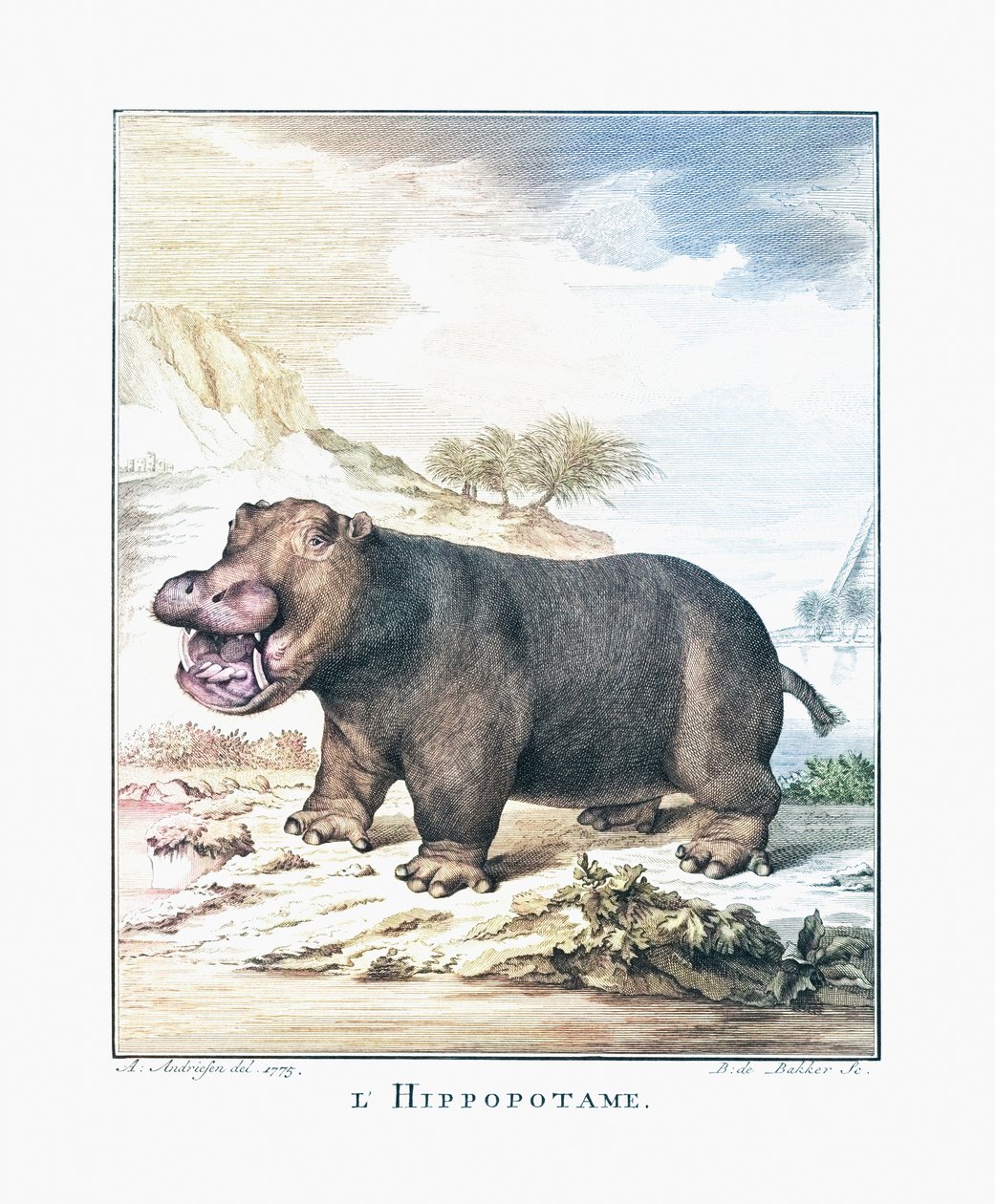 Um hipopótamo (Hippopotamus anfíbio) de (after) Dutch School