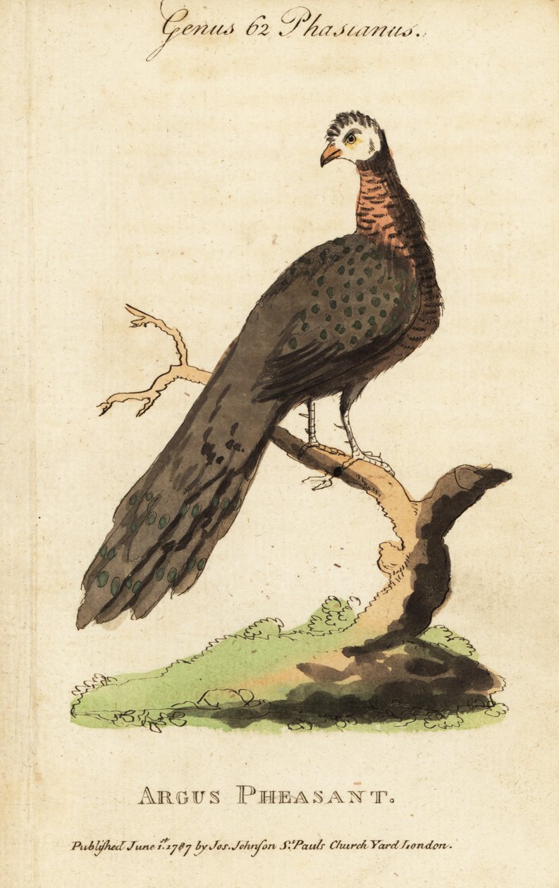 Grande faisão argusino, Argusianus argus de (after) English School