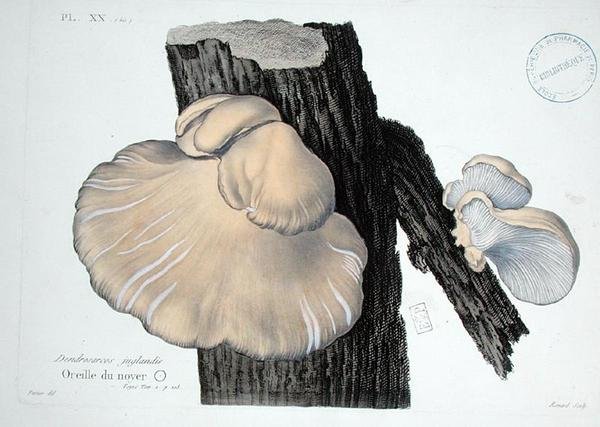 Dendrosarcos juglandis, placa 20 da 